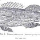 Etheostoma juliae Meek 1891 resmi