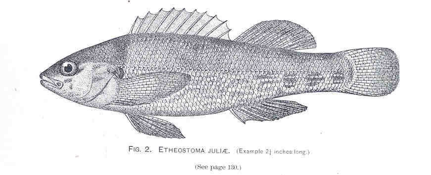 Sivun Etheostoma juliae Meek 1891 kuva