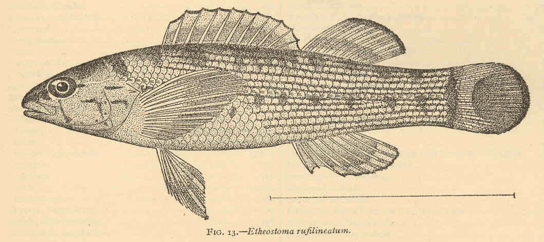 Sivun Etheostoma rufilineatum (Cope 1870) kuva