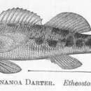 Plancia ëd Etheostoma swannanoa Jordan & Evermann 1889