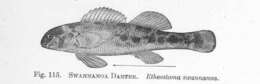 Sivun Etheostoma swannanoa Jordan & Evermann 1889 kuva