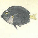 Слика од <i>Etroplus fumosus</i>