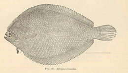 Image of Etropus