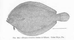 Image of Etropus