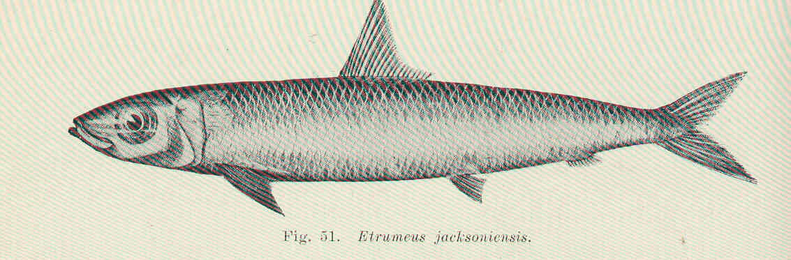 Image of Etrumeus