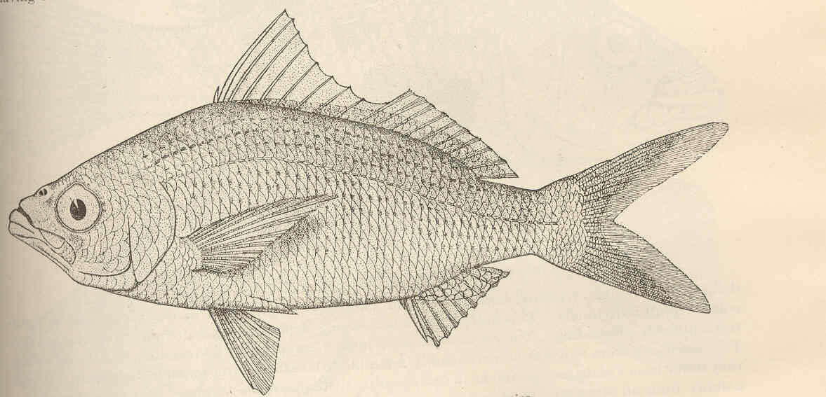 Image of Gerreiformes