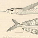 Imagem de Hyporhamphus regularis (Günther 1866)
