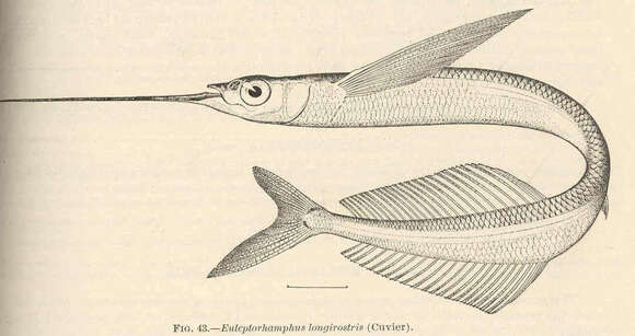 Imagem de Hyporhamphus regularis (Günther 1866)