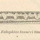 Image of Eulophias tanneri Smith 1902
