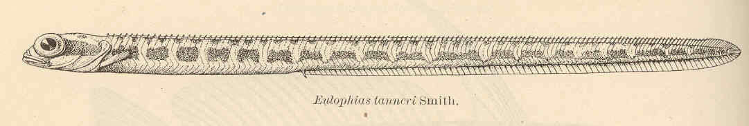 Image of Eulophiidae