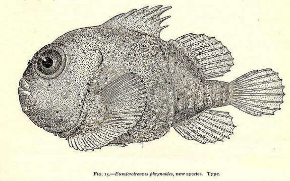 Image of lumpfishes