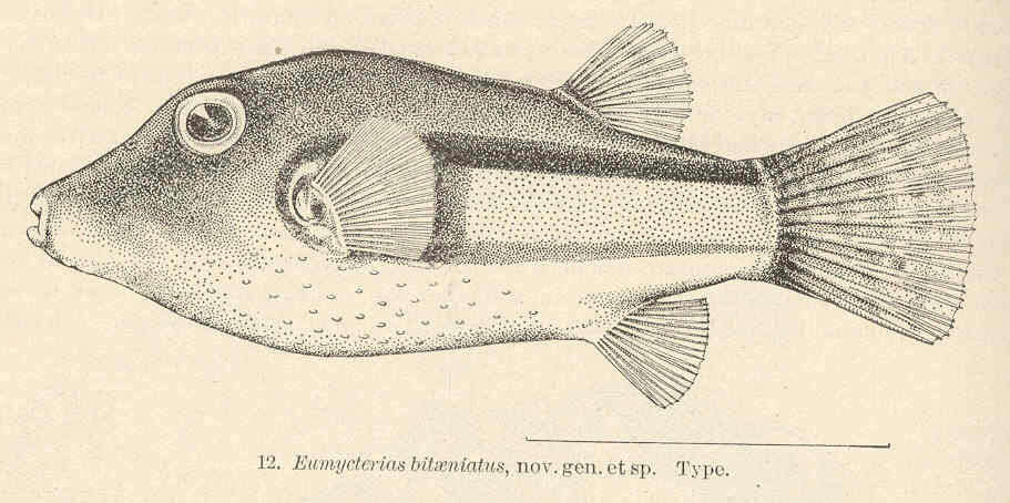 Image of Brown-lined Puffer