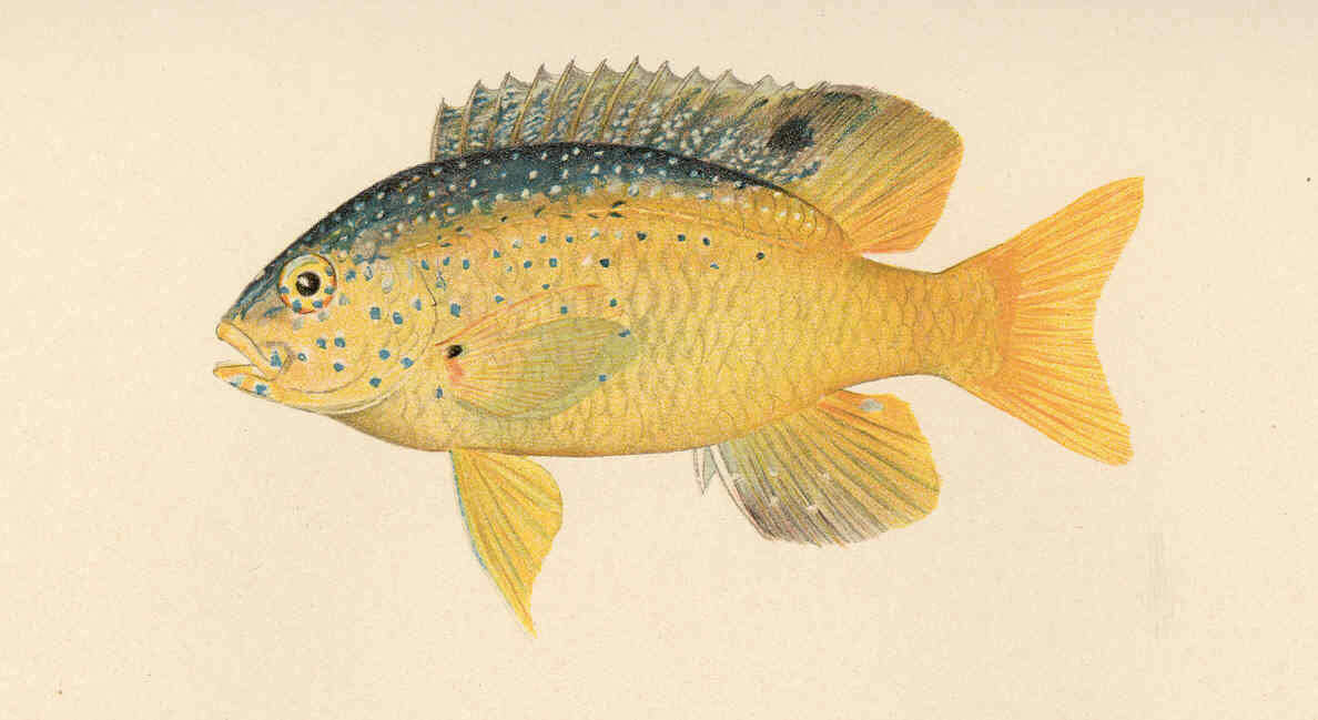 Image of Gregory Fishes