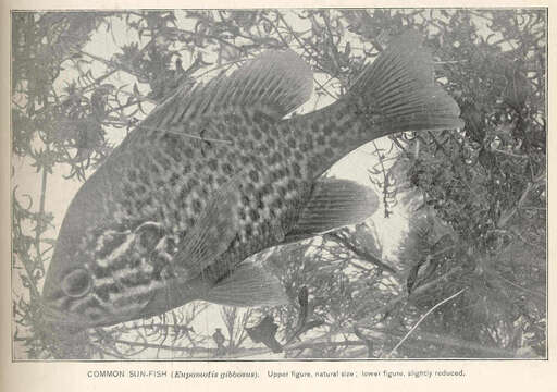 Image of sunfishes