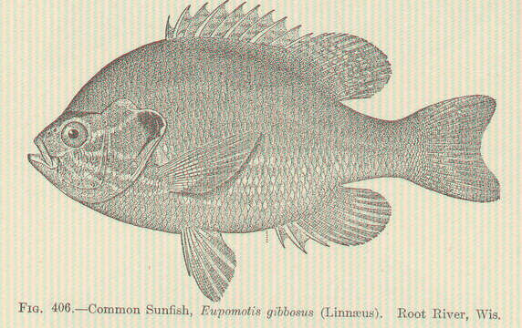 Image of sunfishes