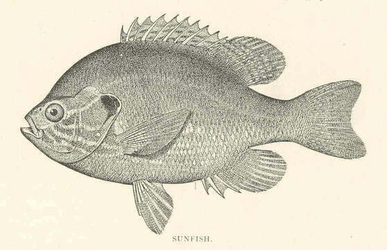 Image of Lepomis