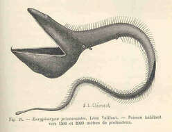 Image of pelican eels