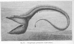 Image of Eurypharynx