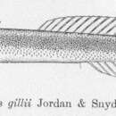 Image of Eutaeniichthys