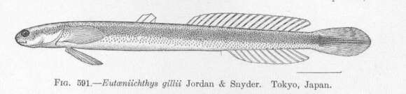 صورة Eutaeniichthys