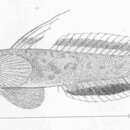 Image of Bandedtail goby