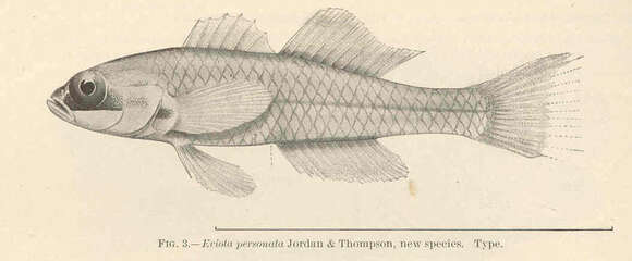 Image of Coryphopterus