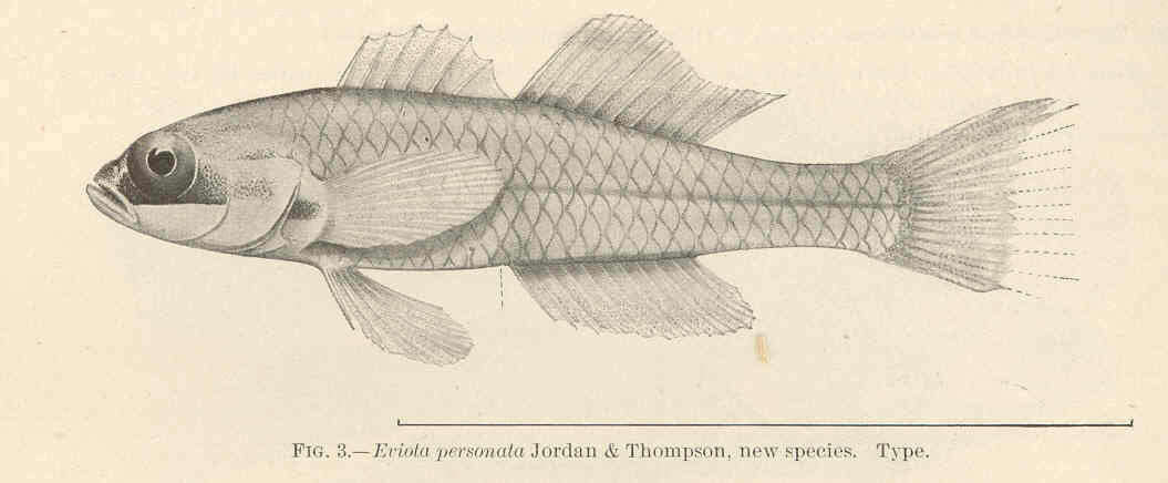 Слика од Coryphopterus