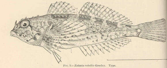 Image of Oligocottus