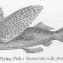 Plancia ëd Cypselurus callopterus (Günther 1866)