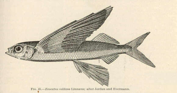 Image of Exocoetus