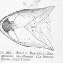 Слика од Exoglossum maxillingua (Lesueur 1817)