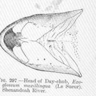 Imagem de Exoglossum