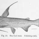 Image of Gafftopsail Sea Catfish