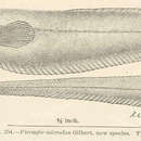 Image of Pacific Pearlfish