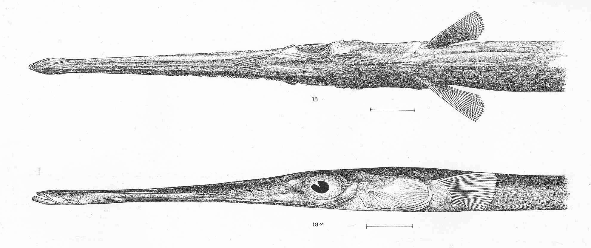 Image of cornetfishes