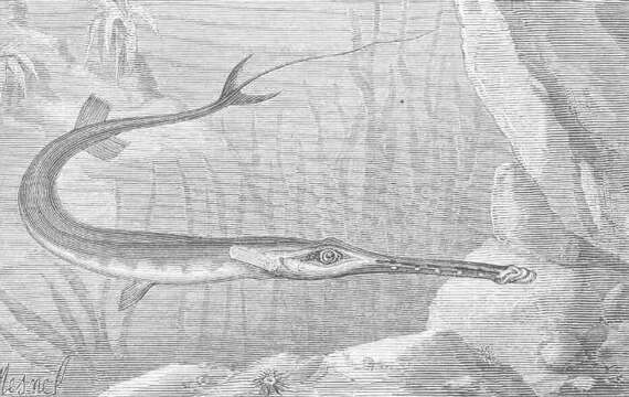 Image of Cornetfishes