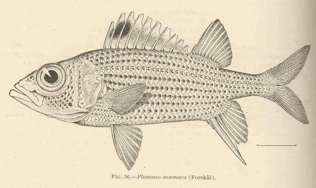 Image of Armed Squirrel-fish