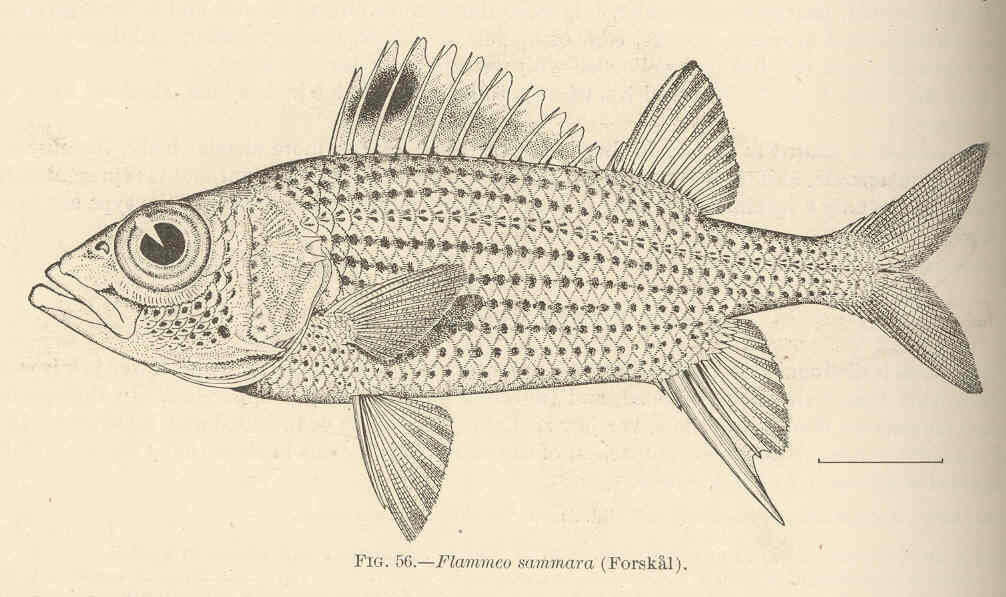 Plancia ëd Neoniphon sammara (Forsskål 1775)