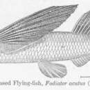 Image of Sharpchin Flyingfish