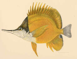 Image of Longnose butterflyfishes