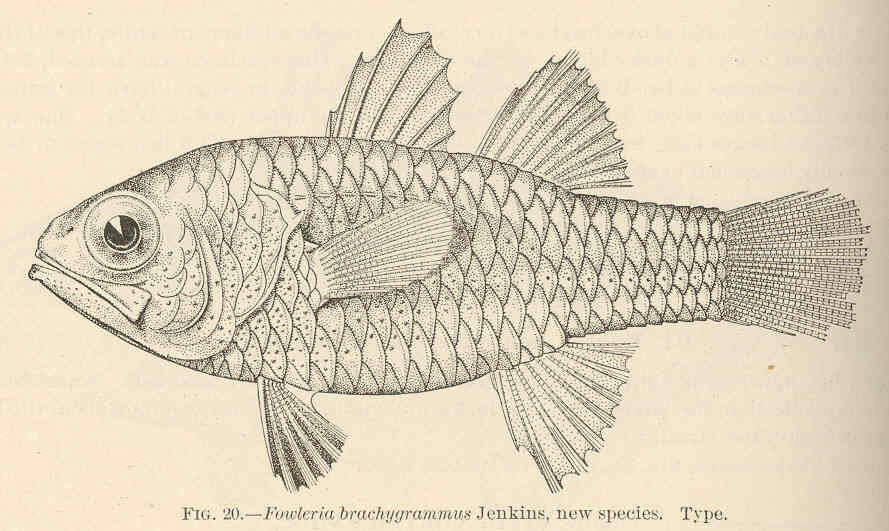 Image of Fowleria