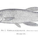 Imagem de Fundulus albolineatus Gilbert 1891