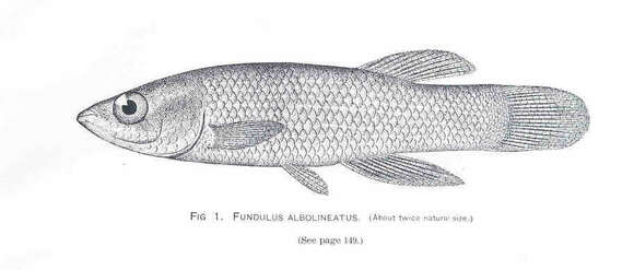 Image de Fundulus