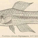 Image of Cuban Killifish