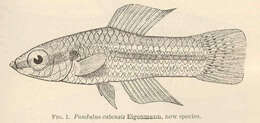 Image of Cubanichthys