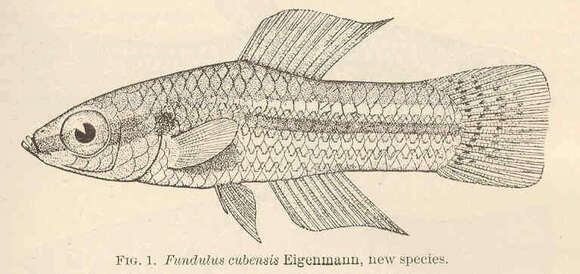 Image of Cubanichthys