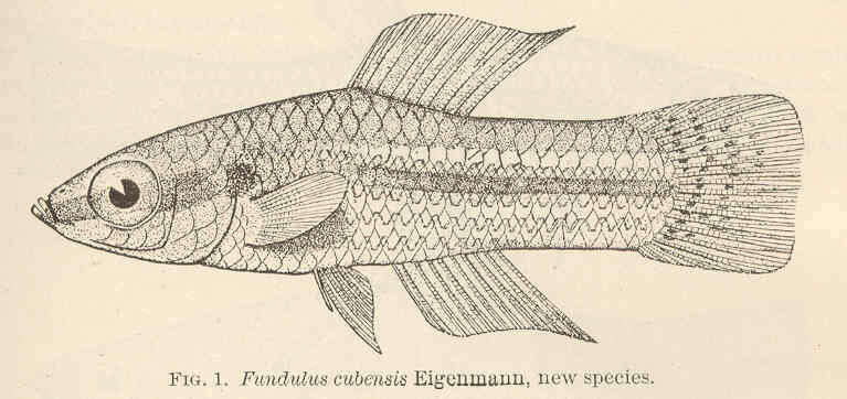 Image of Cubanichthys