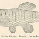 Image of Banded Killifish