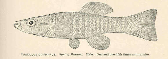 Image of Fundulus