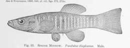 Image of topminnows